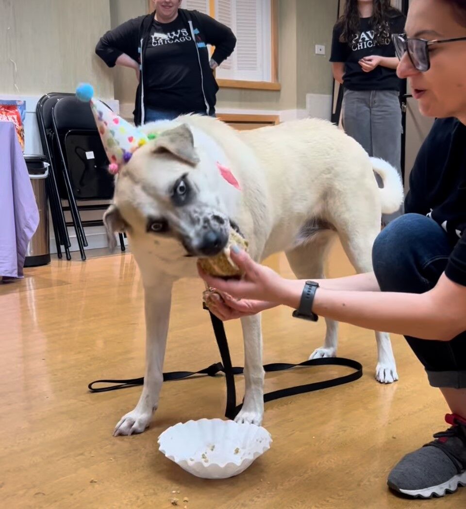 Tracy the Dog enjoying cake on her 2nd birthday at PAWS Chicago.